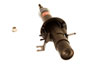 KYB 340099 | Shocks & Struts Excel-G Front Right 08-12 Infiniti EX35/EX37 AWD; 2008-2012 Alternate Image 4